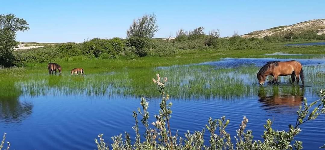 Tiny Villa De Haas Met Infraroodsauna Egmond aan Zee Exterior foto